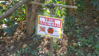 Illustration for article titled Inside Japan's Squirrel Gardens. Yes, Squirrel Gardens!